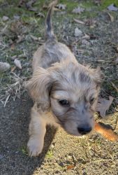 Colby miniature dachshund