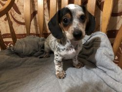 Miniature Dachshund Male Puppy