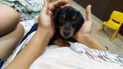 Dachshund with typical puppy eyes