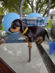 Miniature Dachshund puppy (Teckle)