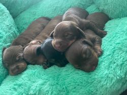 4 male minature dashounds