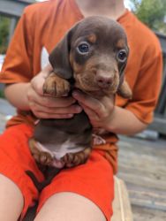 CKC mini dachshund pups-pickup 6/5/23