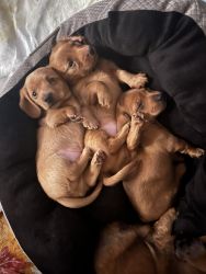 Doxies for sale