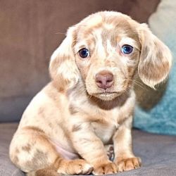 Super Adorable Miniature Dachshund Puppies