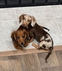 Mini Dachshund puppies