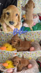 AKC MALE longhaired miniature Dachshund puppies