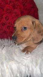 Tiny, miniature, dachshund Dapple Boy