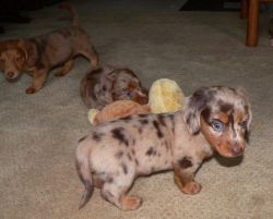 Miniature Dachshund Puppies- Short Hair