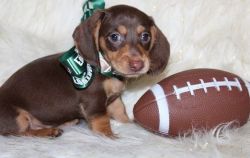 LKDO Miniature Dachshund Puppies Now Available