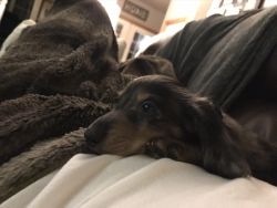 Miniature long haired Dachshund Dapple puppy