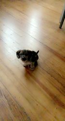 Roki- Wire haired miniature dachshund