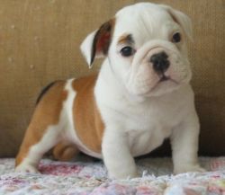 Beautiful Mini English Bulldog puppies