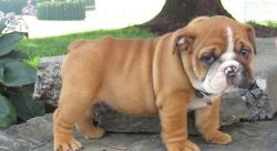 Healthy Miniature English Bulldog puppies