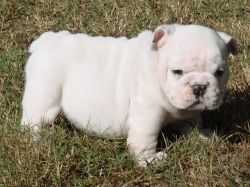 Top home raised Miniature English Bulldog puppies