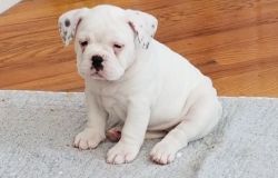 Loveable White Miniature Bulldog Puppies