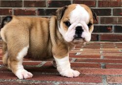 Adorable Miniature English Bulldog puppies for sale