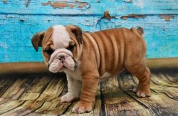 Beautiful mini English Bulldog puppies (xxx) xxx-xxx2