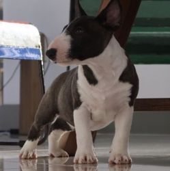 Female Miniature Bull Terrier puppy available