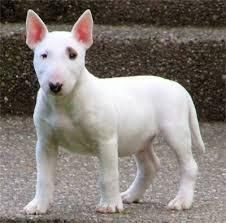 Miniature Bull Terrier puppies for sale