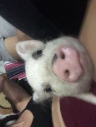 Mini Pig For Sale