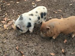 Miniature pot bellied pigs