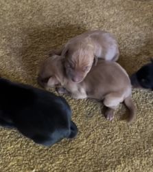 Purebred Miniature Pinscher Puppies