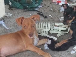 Doxiepin puppies ISO loving homes