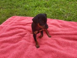 AKC registered Miniature Pinscher Puppies available 6/17/2023