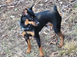 Rehome 1 and half year old min pin.