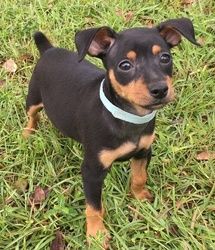 Male and female Miniature Pinscher puppies