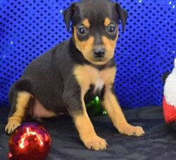 Male and female Miniature Pinscher Puppies