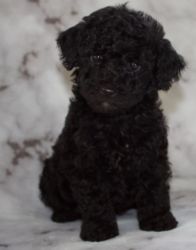 ACA black mini poodle