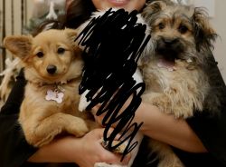 Miniature poodle/pomeranian mix puppies need a new home!