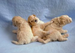 Miniature poodles