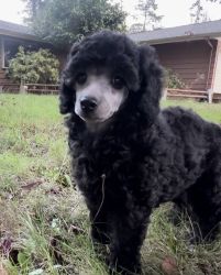 STUNNING AKC Silver Miniature Poodle Female