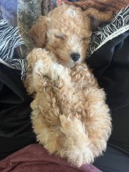 Mini poodle for sale