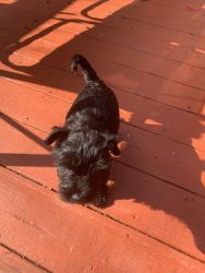 Miniature schnauzer for sale about 8 weeks old