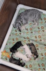 4 Male's Available Born 4/21/22