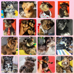Akc registered schnauzers with mega coat hair