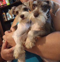 AKC Miniature schnauzers puppies for sale