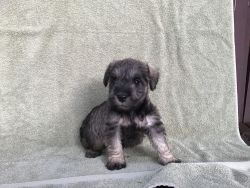 Miniature Schnauzer Puppies For Sale in Wisconsin