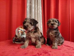 Miniature Schnauzer Puppies Available Now