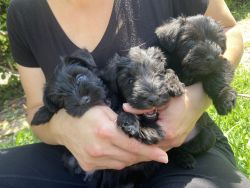 Gorgeous Miniature Schnauzers Puppies