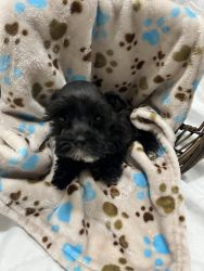Miniature Schnauzer pups for sale