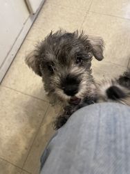 Mini 2 Month Old Schnauzers for Sale