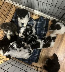 Purebred mini schnauzer puppies for rehoming