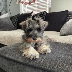 Beautiful Mini Schnauzer Puppy Seeking a New Home