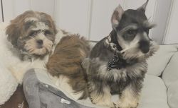 8 Week Old Puppies