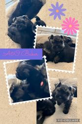 Miniatures Schnauzer Pups Available March 2024