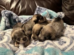 CKC registered Miniature Schnauzer Puppies